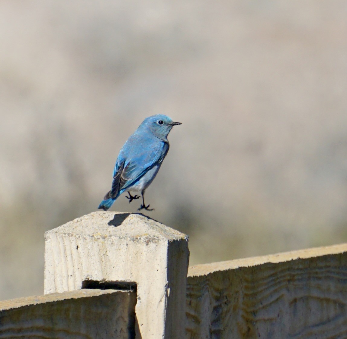 Mountain Bluebird - tyler krul