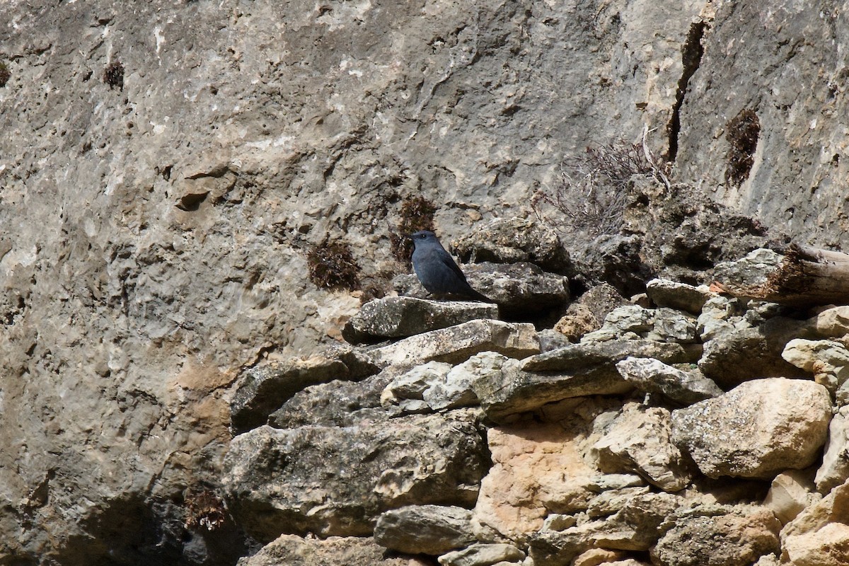 Blue Rock-Thrush - ML613425487