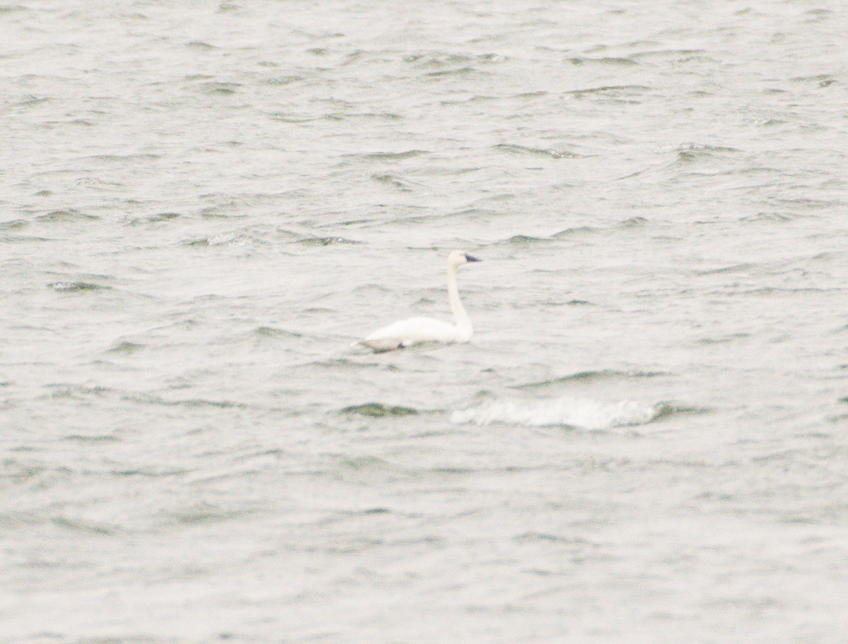 Tundra Swan - ML613425494