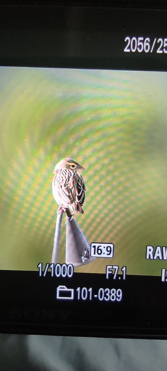 Northern Red Bishop - Irvin Calicut