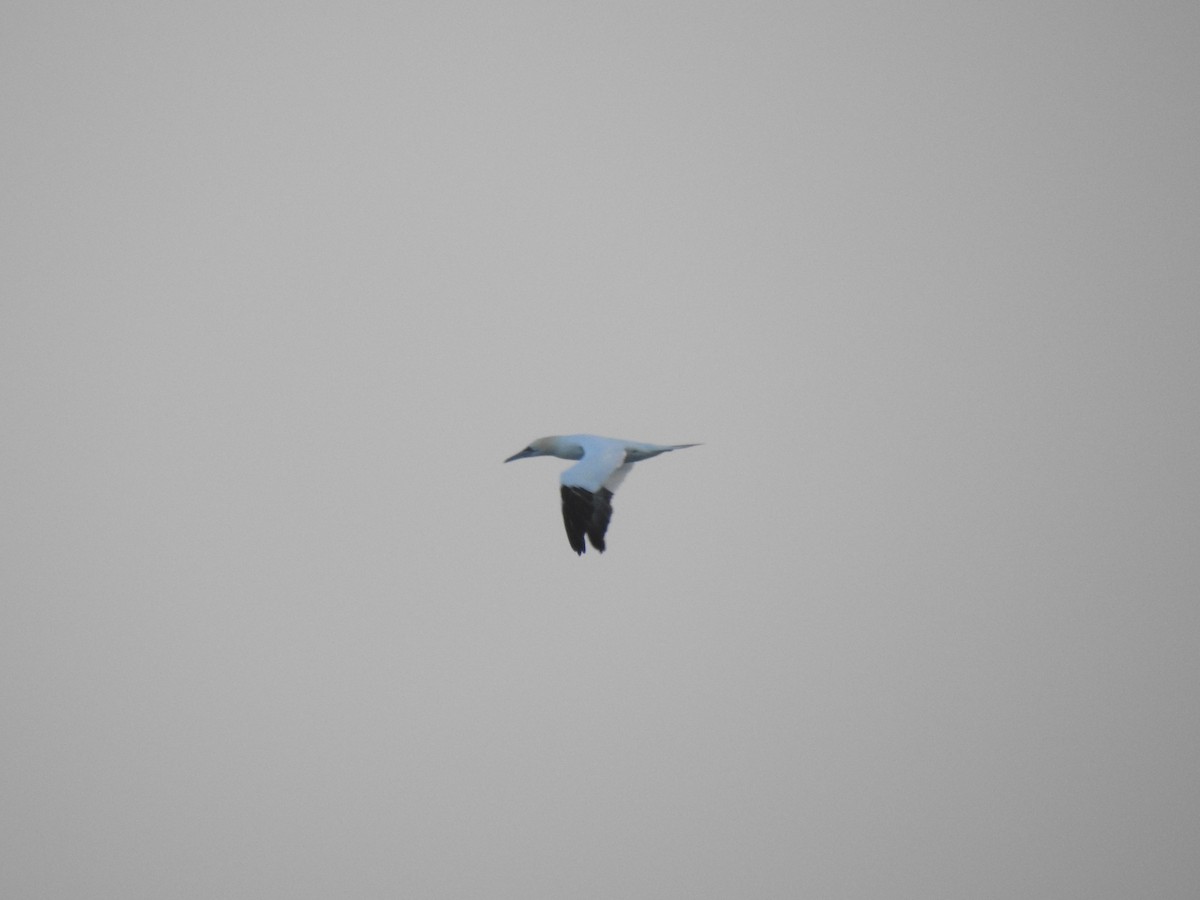 Northern Gannet - ML613425800