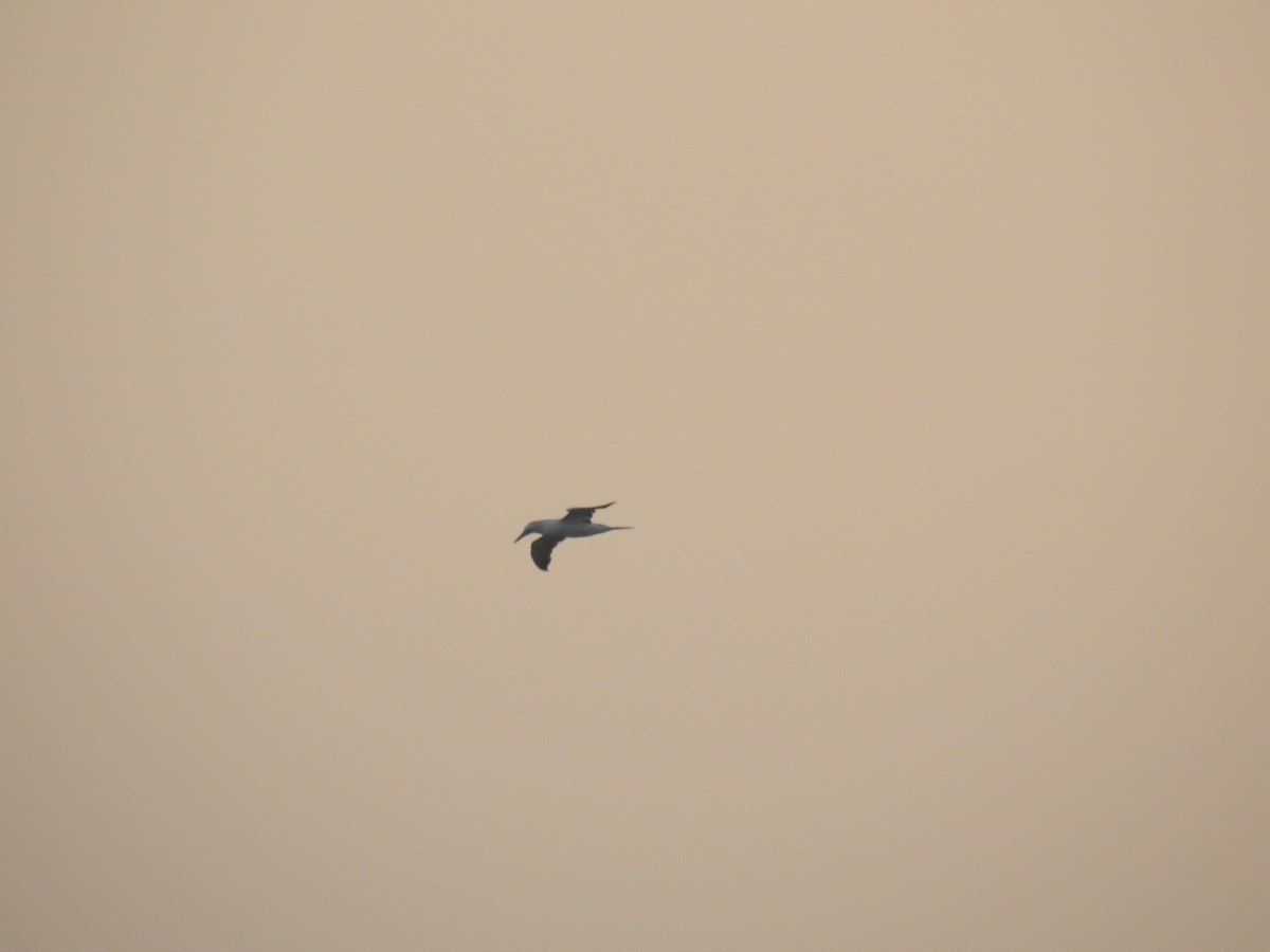 Northern Gannet - Nelson Conceição