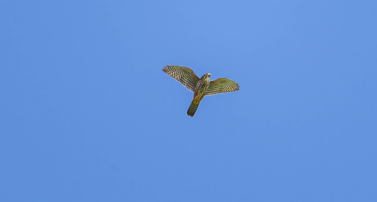 New Zealand Falcon - ML613425862