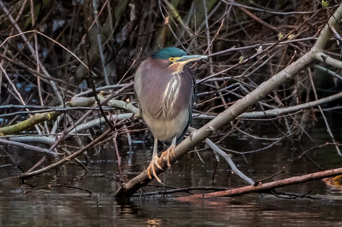 Green Heron - Brandon Lloyd