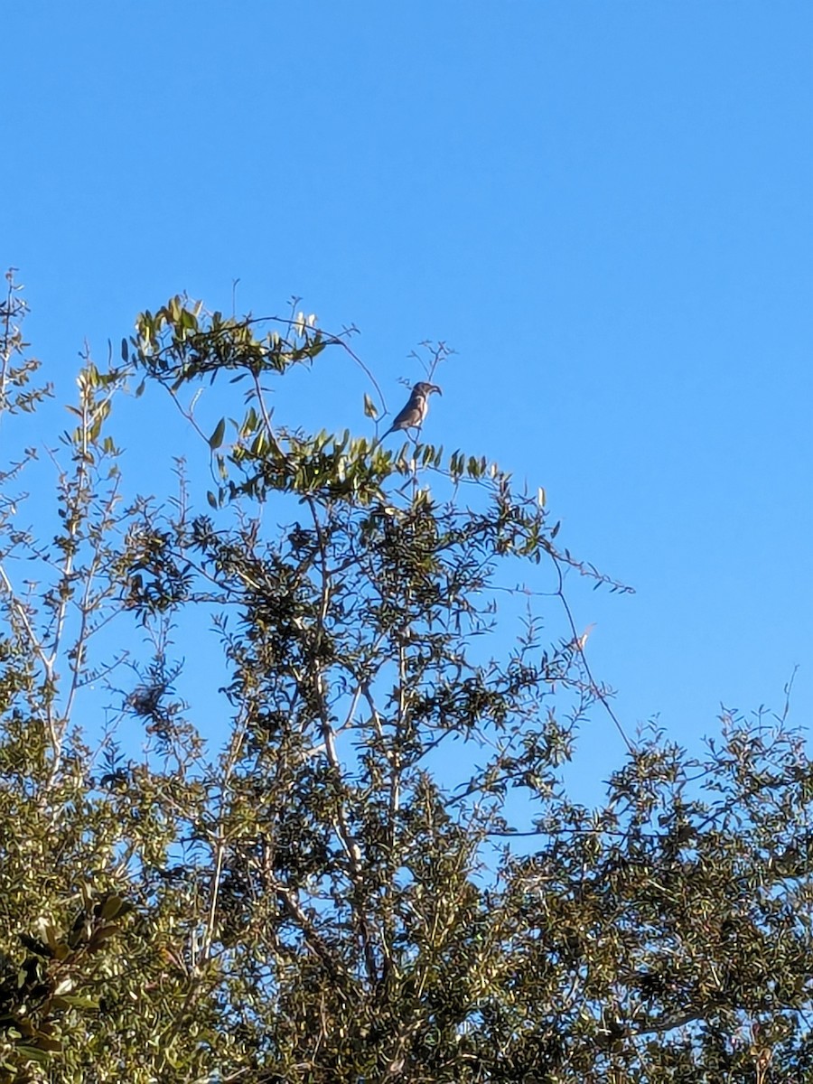 Florida Scrub-Jay - Justin DeFonzo