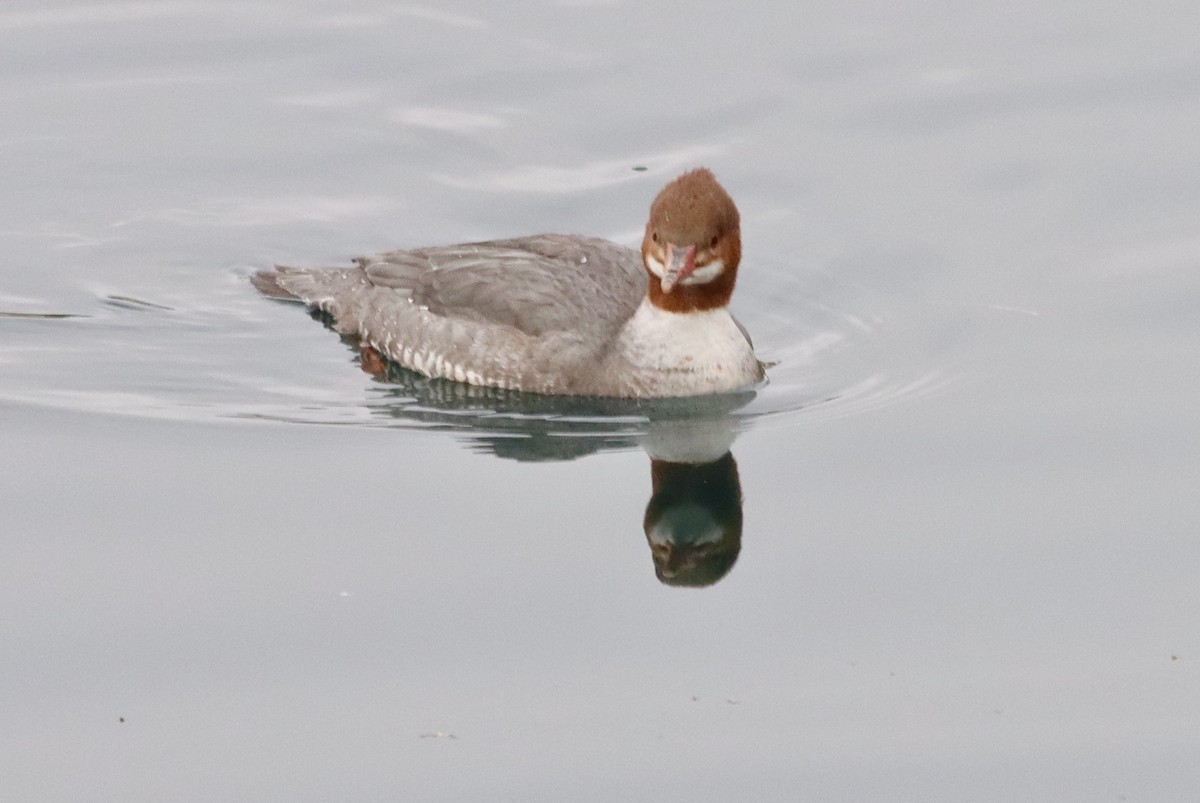 Common Merganser - ML613426247