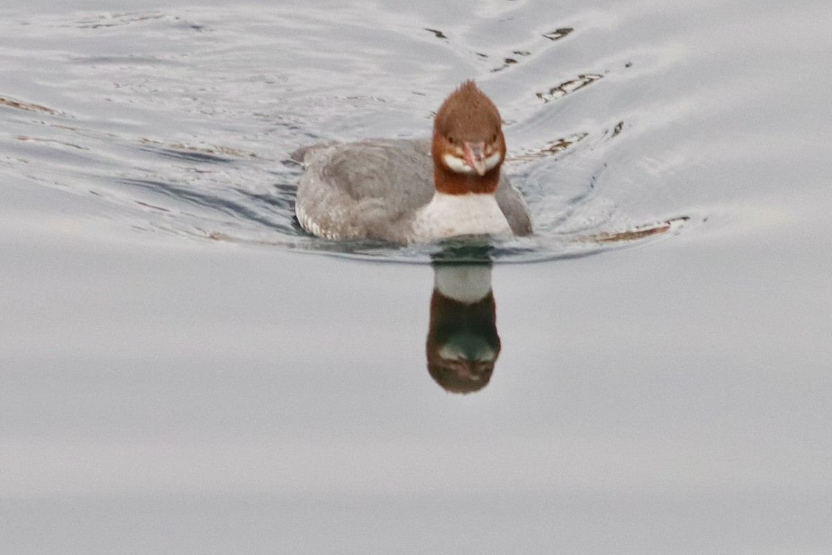 Common Merganser - ML613426248