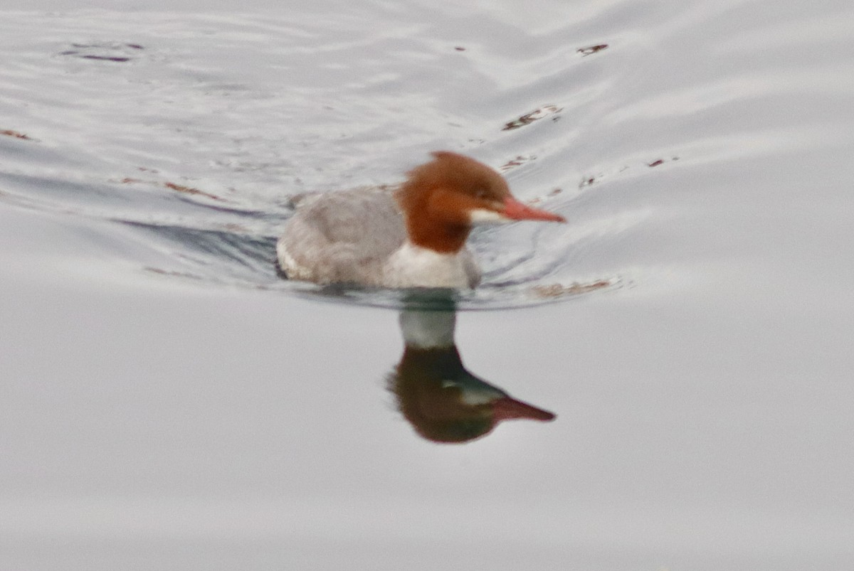 Common Merganser - ML613426249