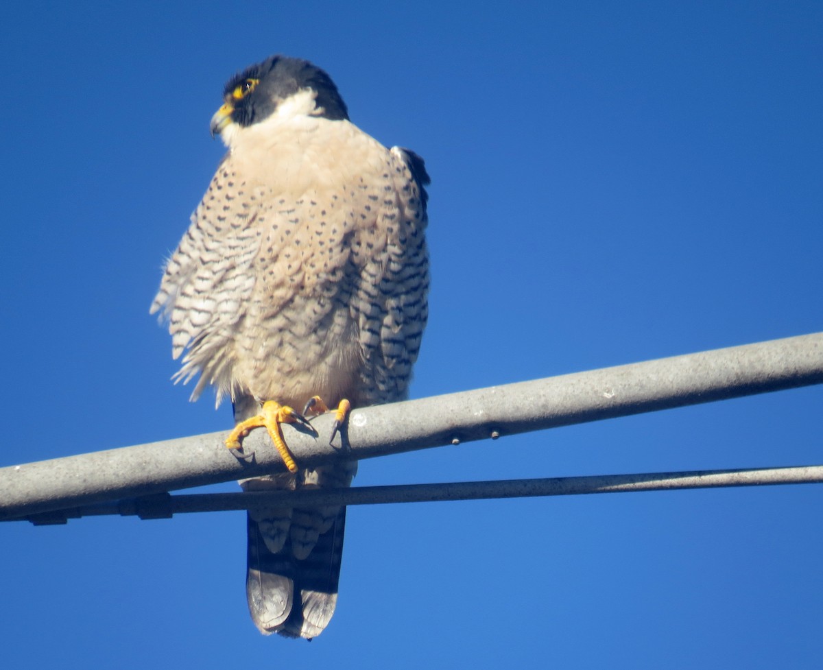 Halcón Peregrino - ML613426268