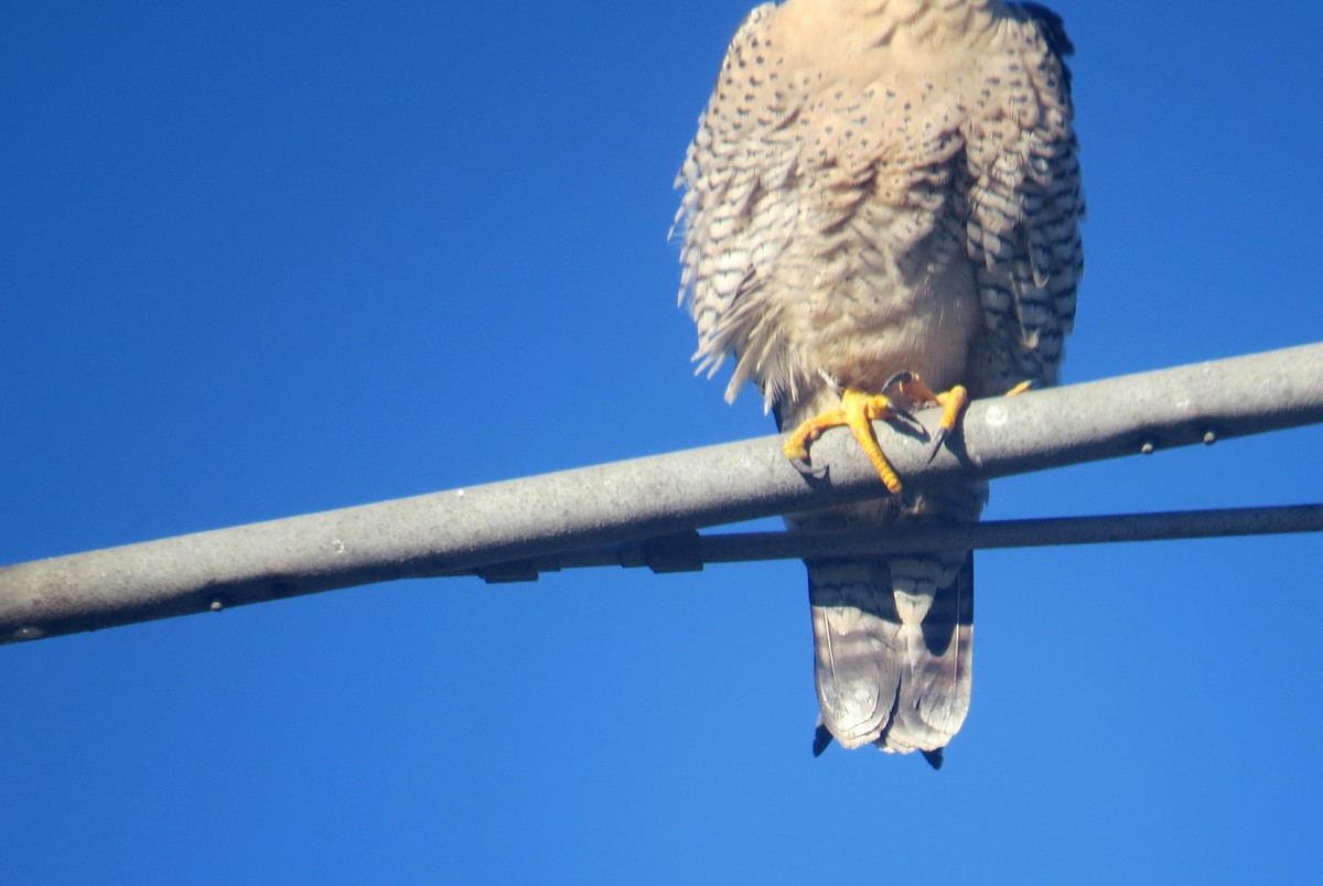 Peregrine Falcon - ML613426289