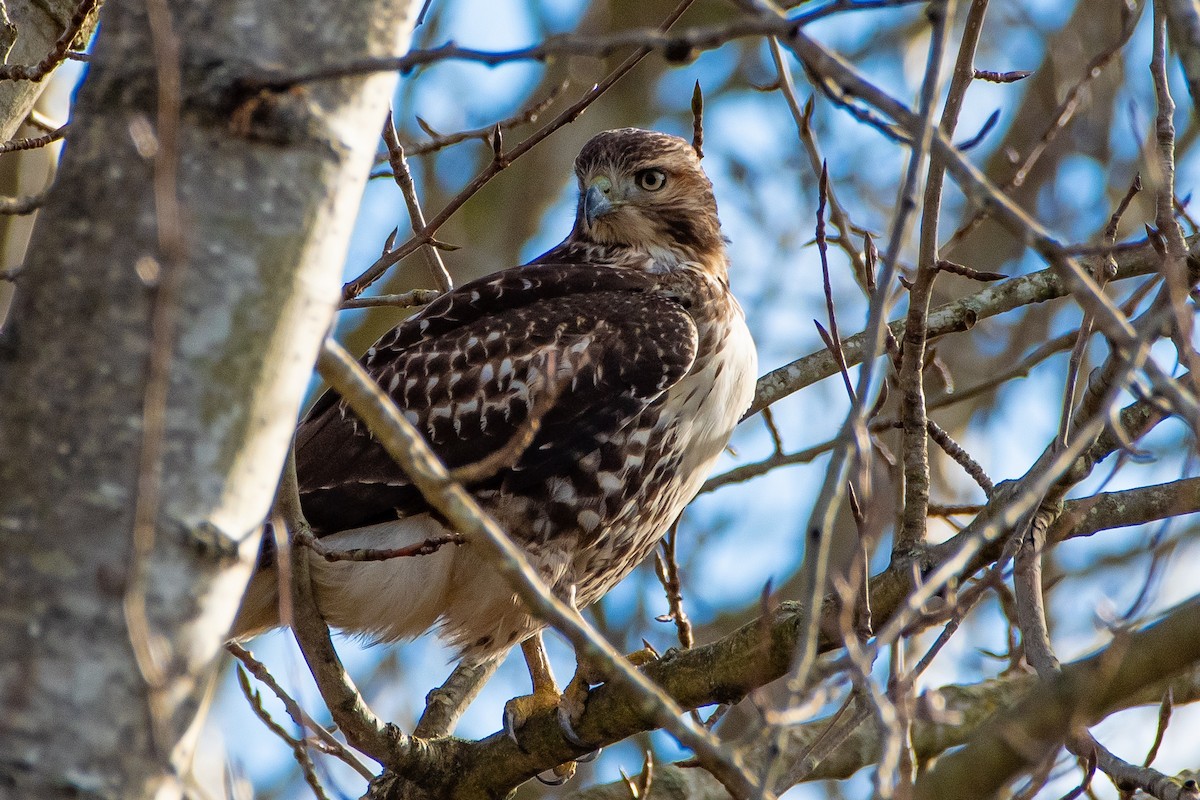 Red-tailed Hawk - ML613426297