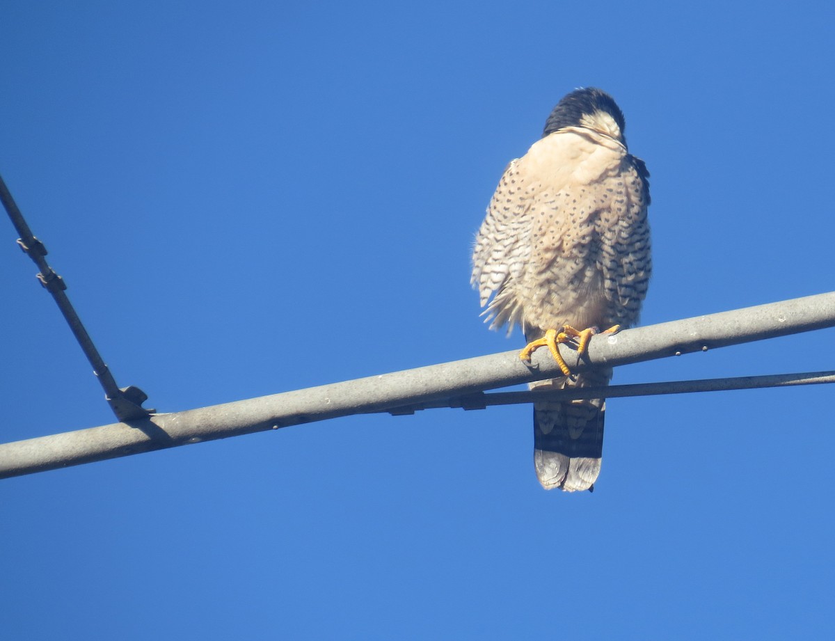 Halcón Peregrino - ML613426298