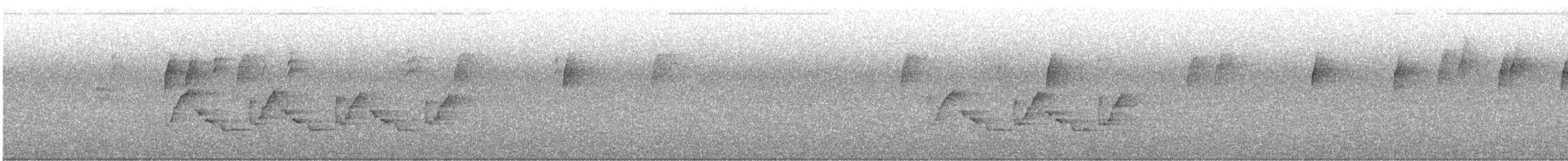 チャバラマユミソサザイ - ML613426302