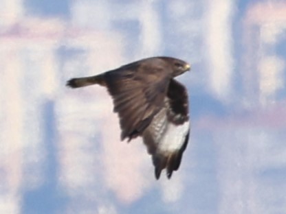 Common Buzzard (Steppe) - ML613426366