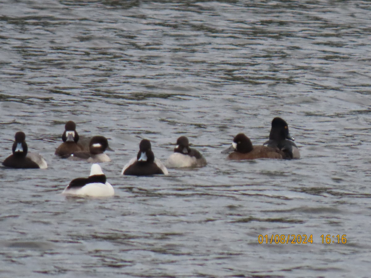 Lesser Scaup - ML613426369