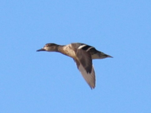 Green-winged Teal (Eurasian) - ML613426388