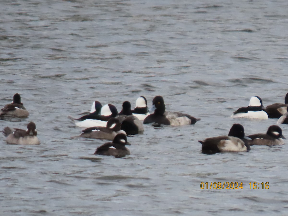 Bufflehead - ML613426418