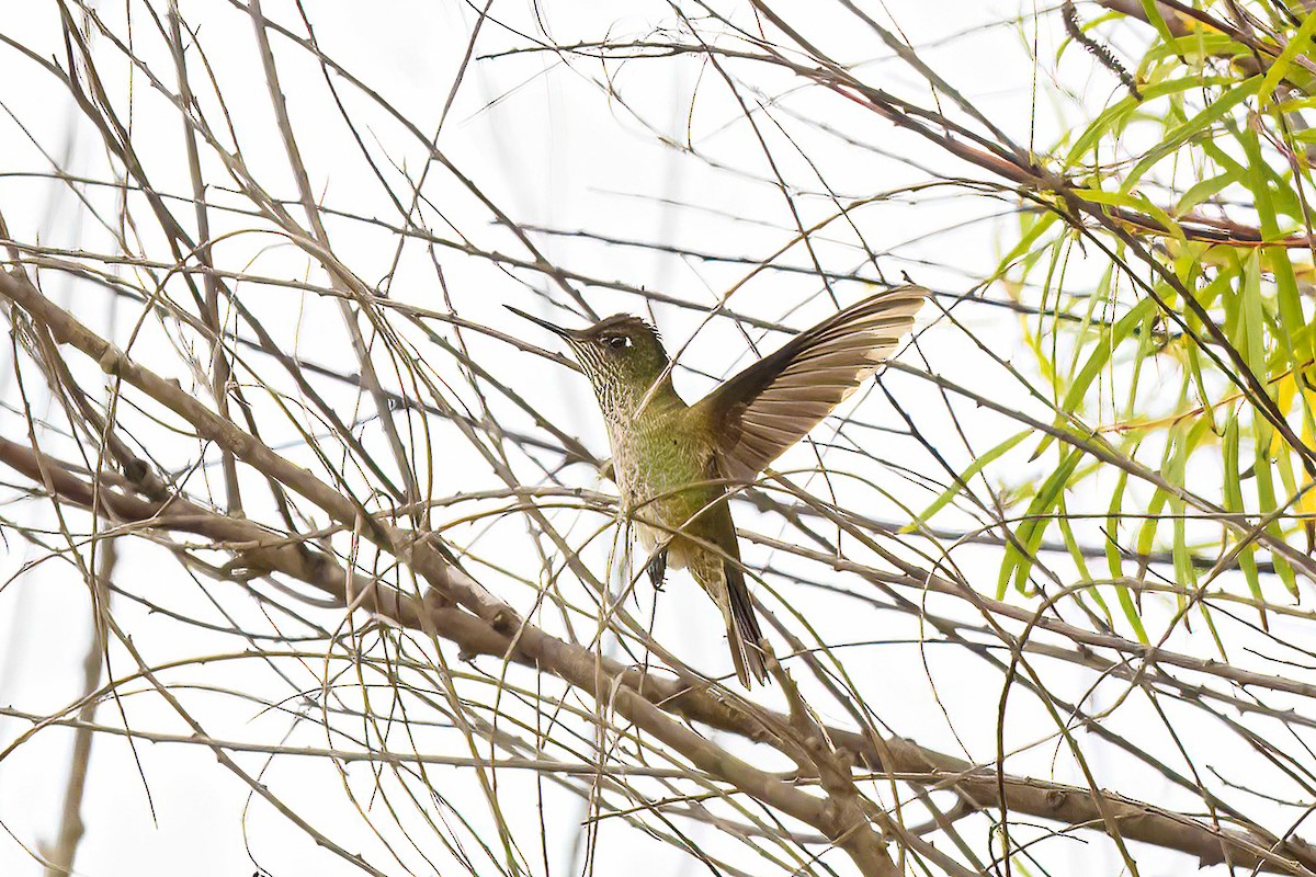 Green-backed Firecrown - ML613426503