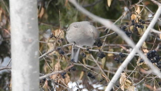 Солітаріо північний - ML613426581