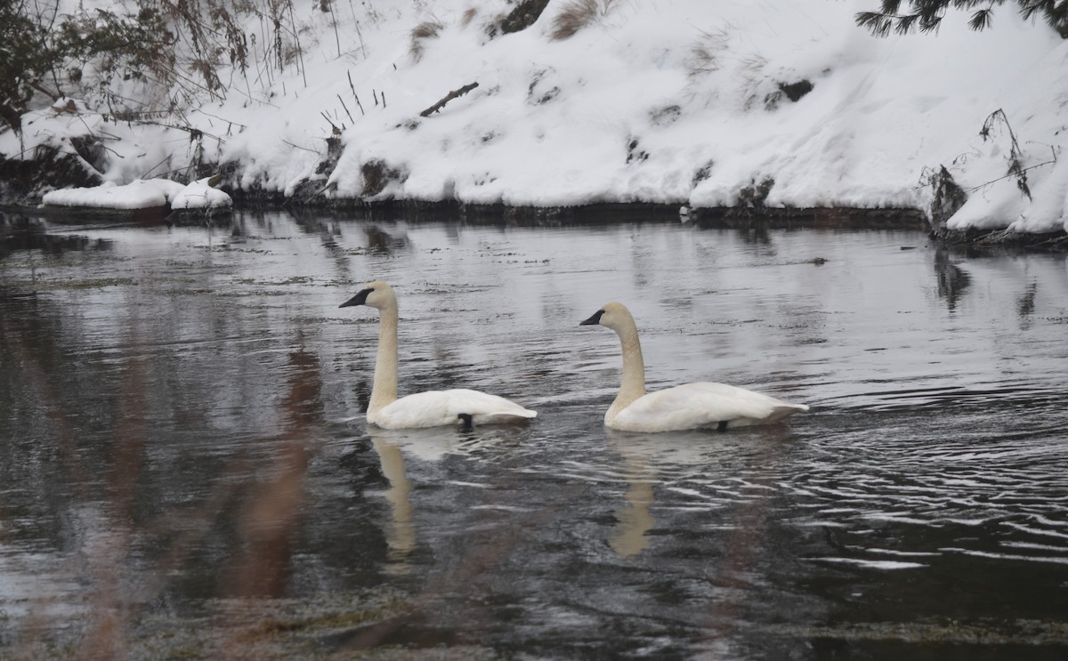 Cygne trompette - ML613426711