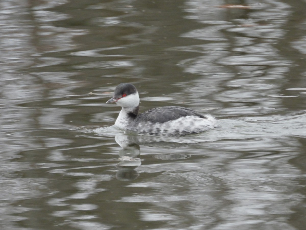 Horned Grebe - ML613426845