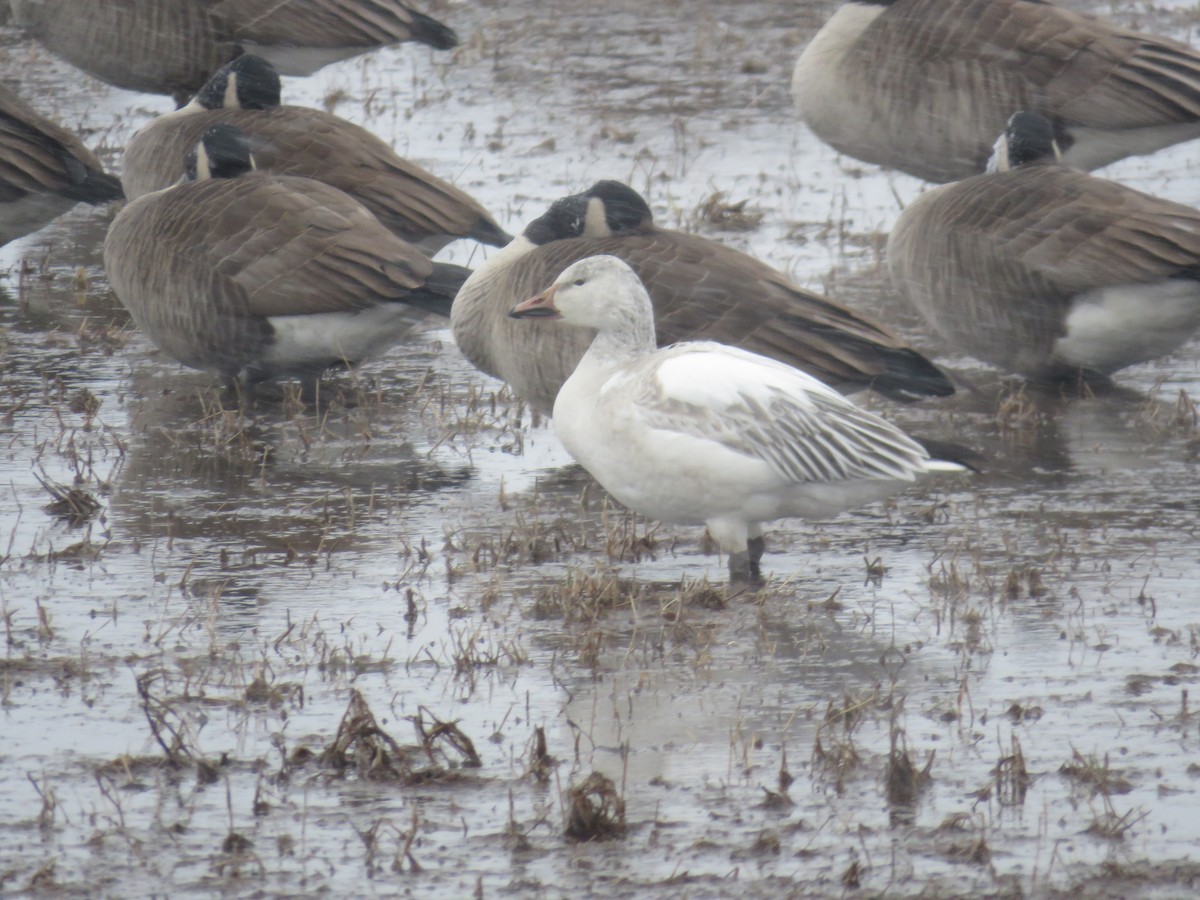 Snow Goose - ML613426851