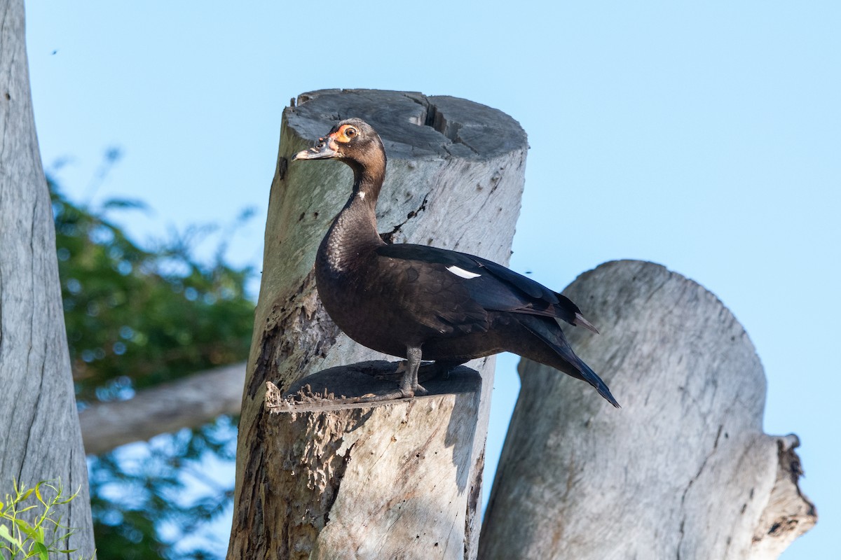 Muscovy Duck - ML613426871