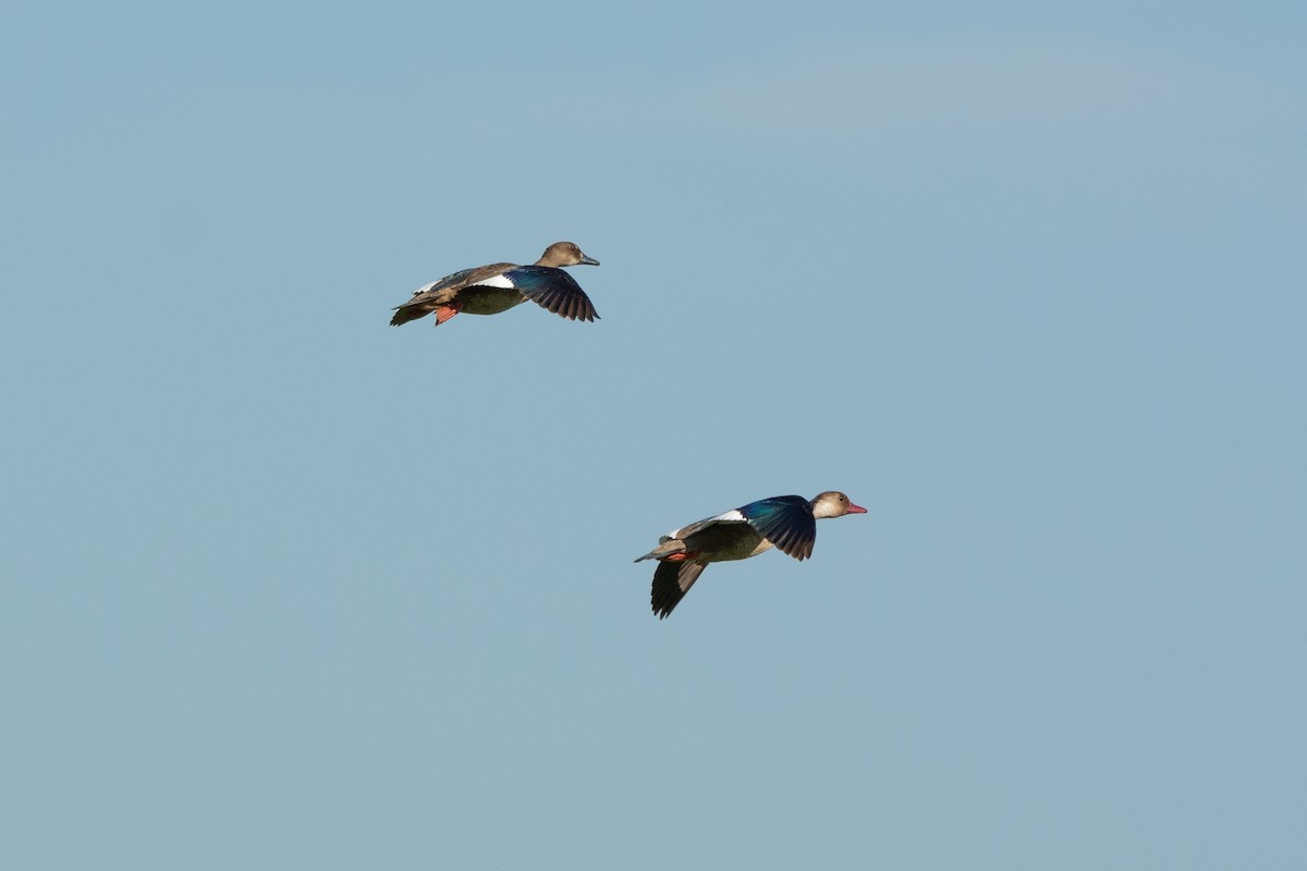 Brazilian Teal - FABRICIO GRIGOLIN