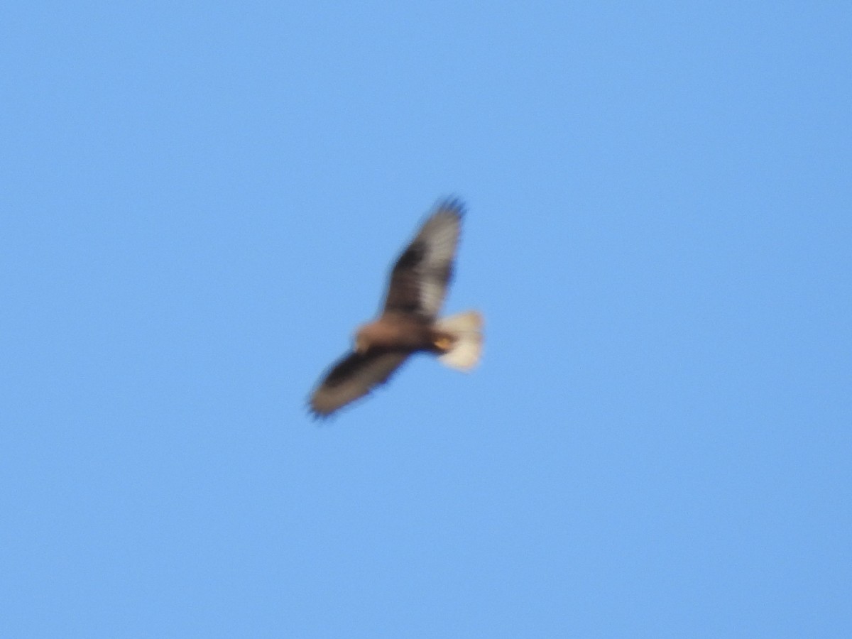 Ferruginous Hawk - ML613426877