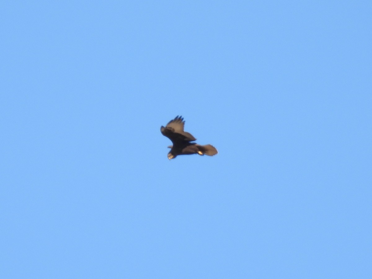 Ferruginous Hawk - ML613426890