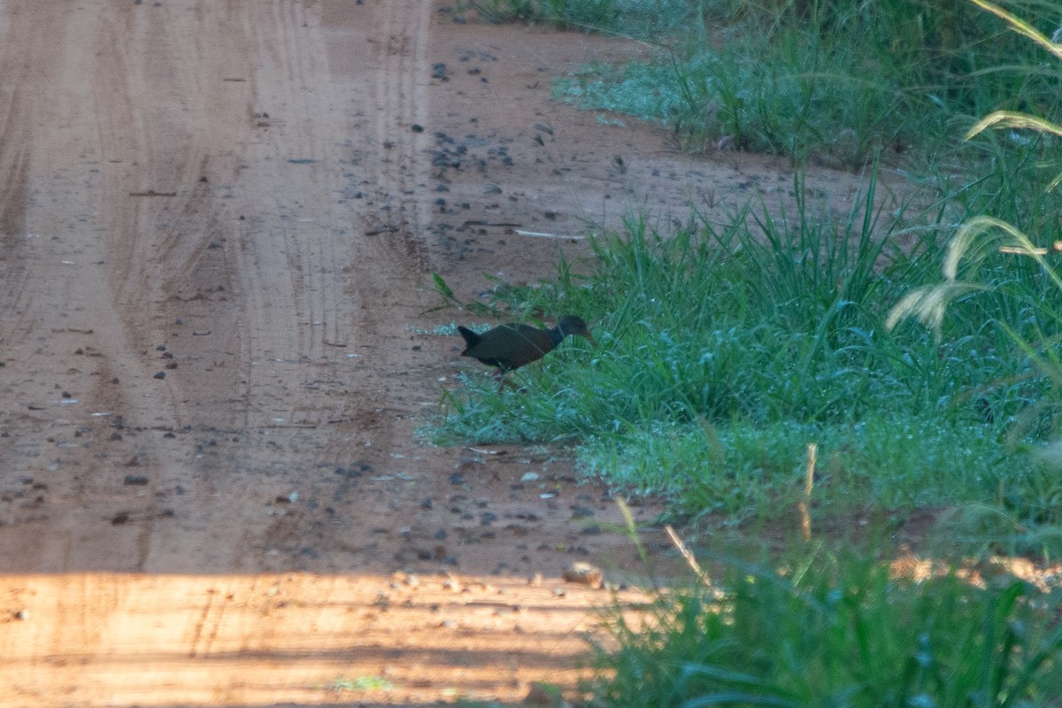 Gray-cowled Wood-Rail - ML613426899