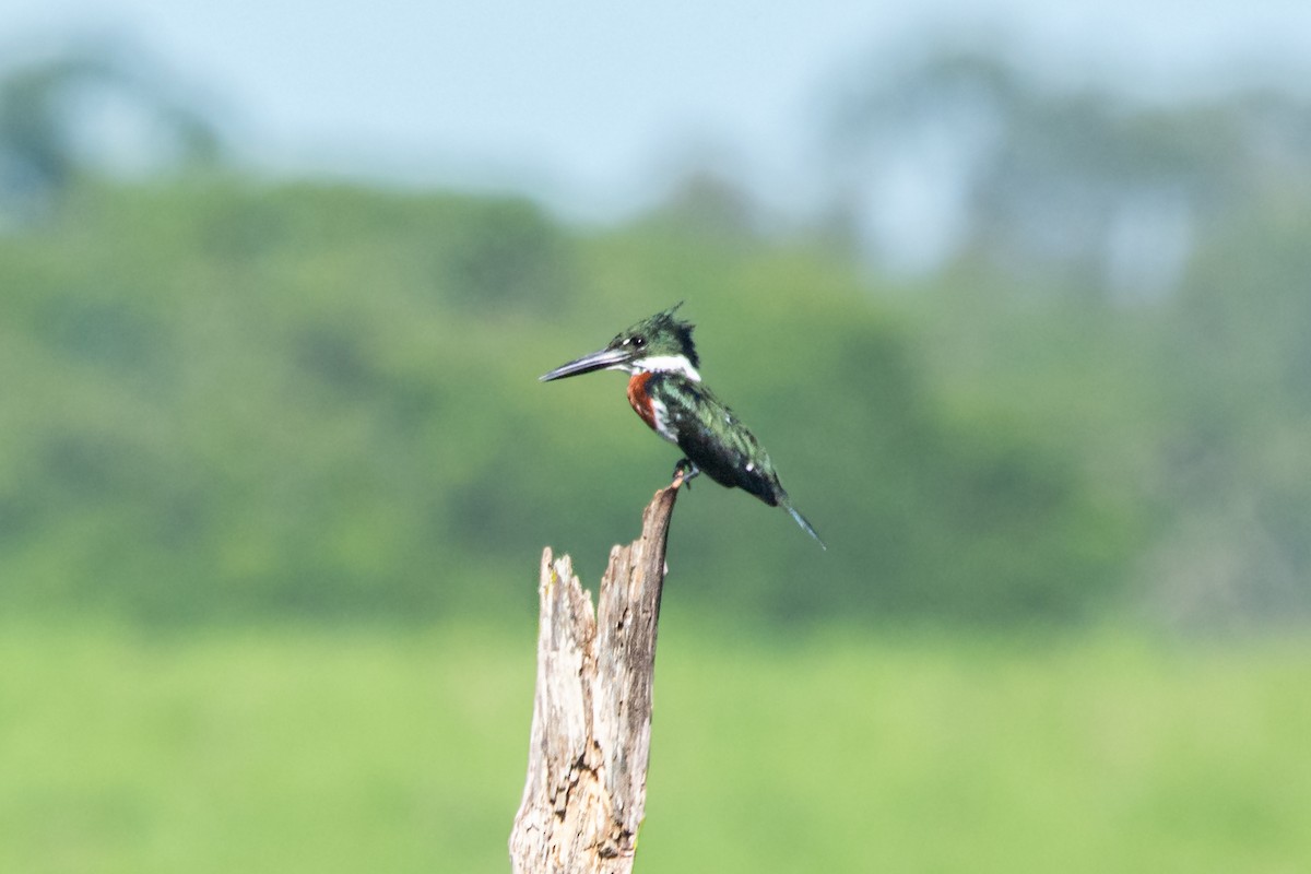 Amazon Kingfisher - ML613426908