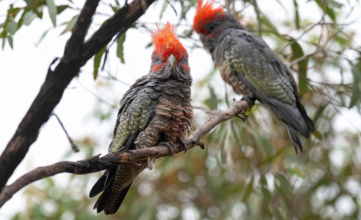 Gang-gang Cockatoo - Martin Anderson