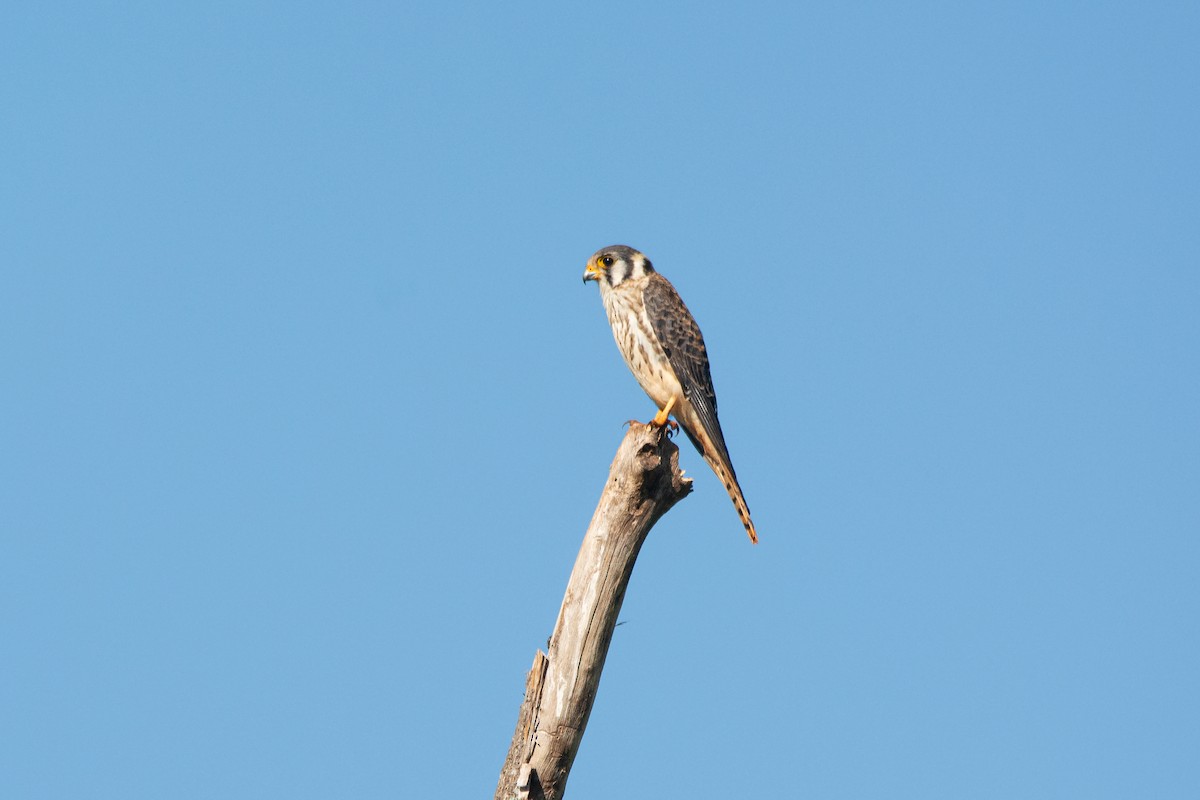 American Kestrel - ML613426924