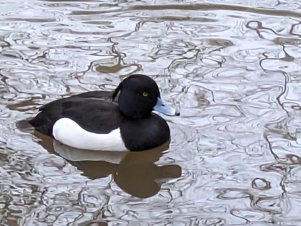 Tufted Duck - ML613426930