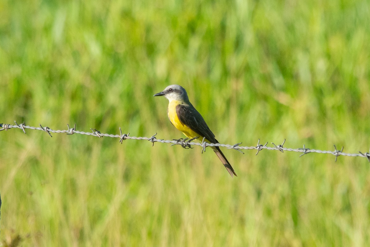 White-throated Kingbird - ML613426977