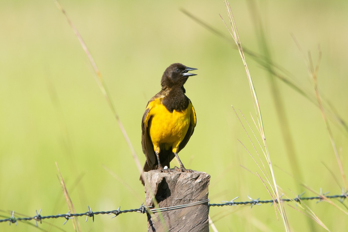 Yellow-rumped Marshbird - ML613426985