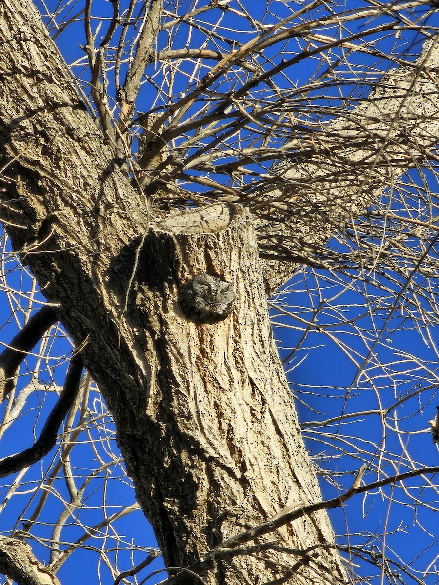 Western Screech-Owl - Dan Belcher