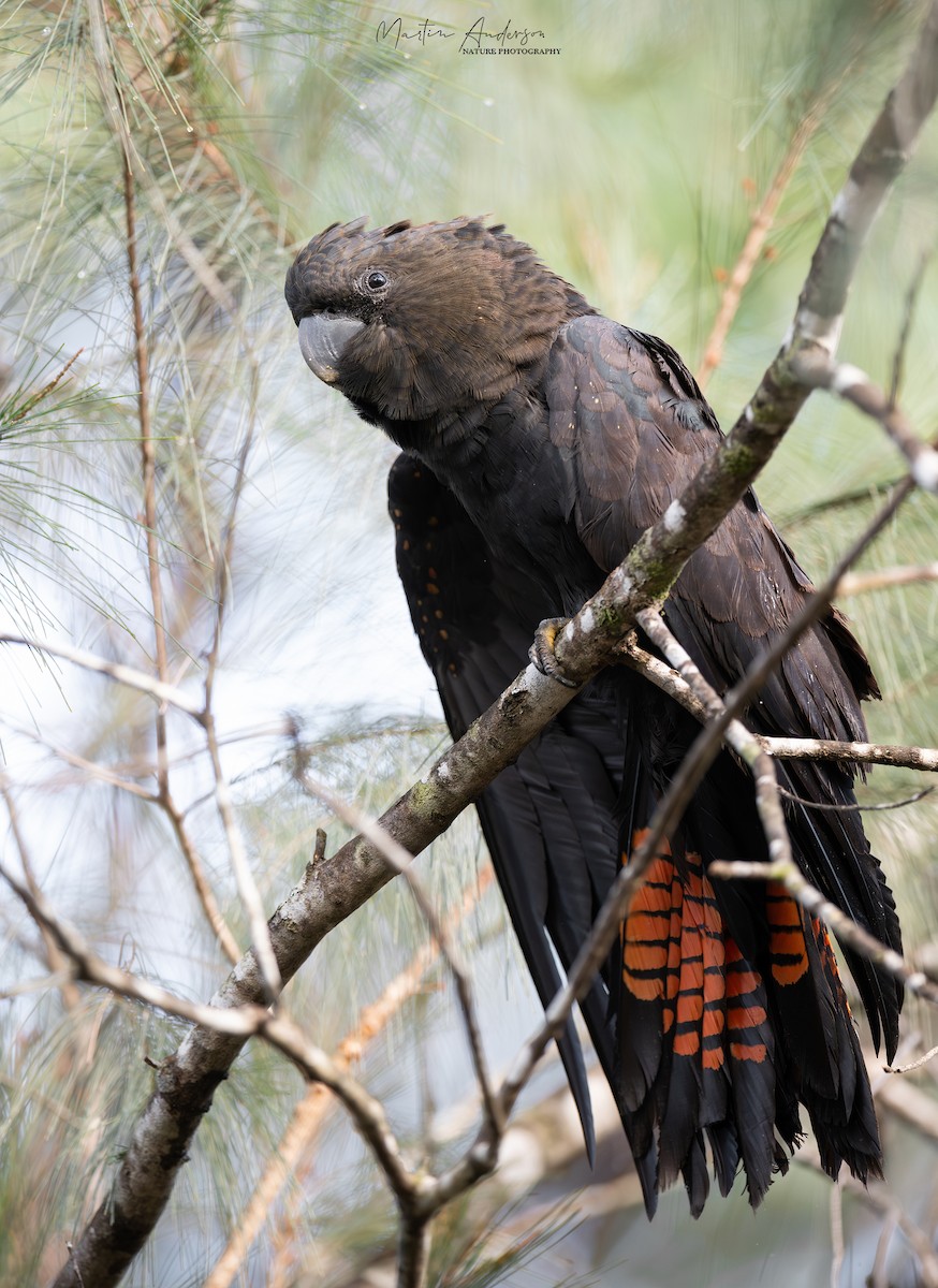 Cacatúa Lustrosa - ML613427032