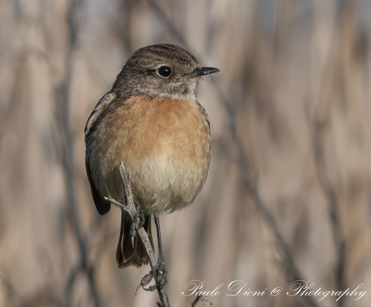 European Stonechat - ML613427262