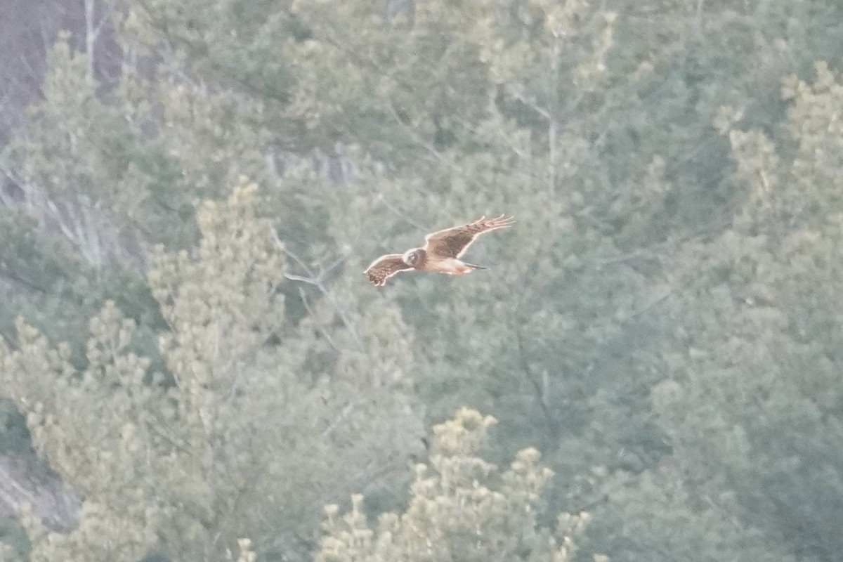 Northern Harrier - ML613427405