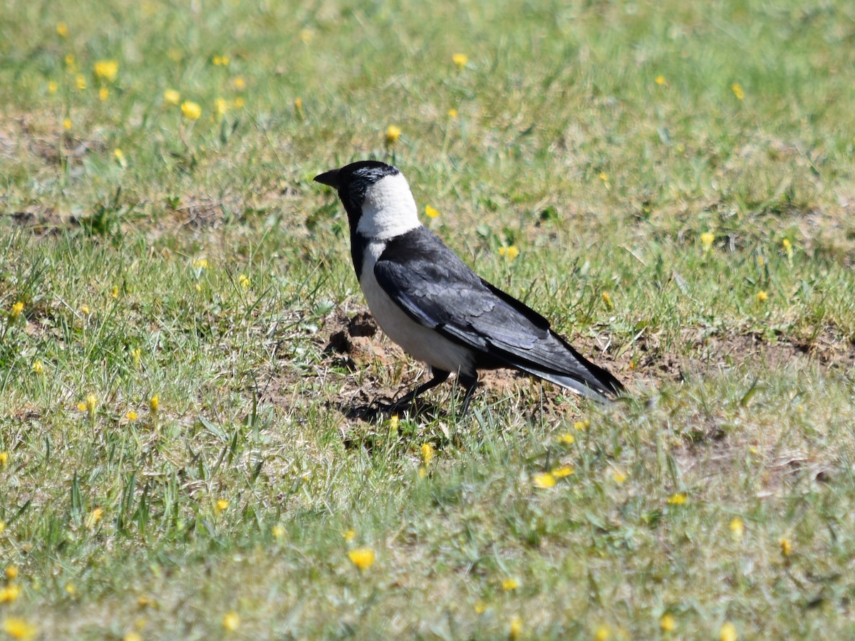 Daurian Jackdaw - Debbie Maas