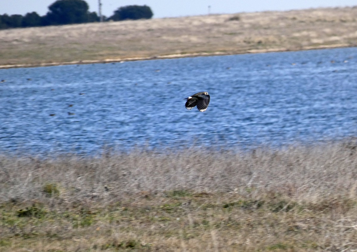 Northern Lapwing - ML613427717