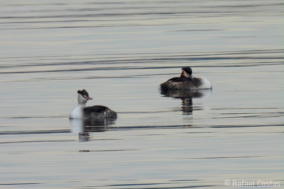 Great Crested Grebe - ML613427723