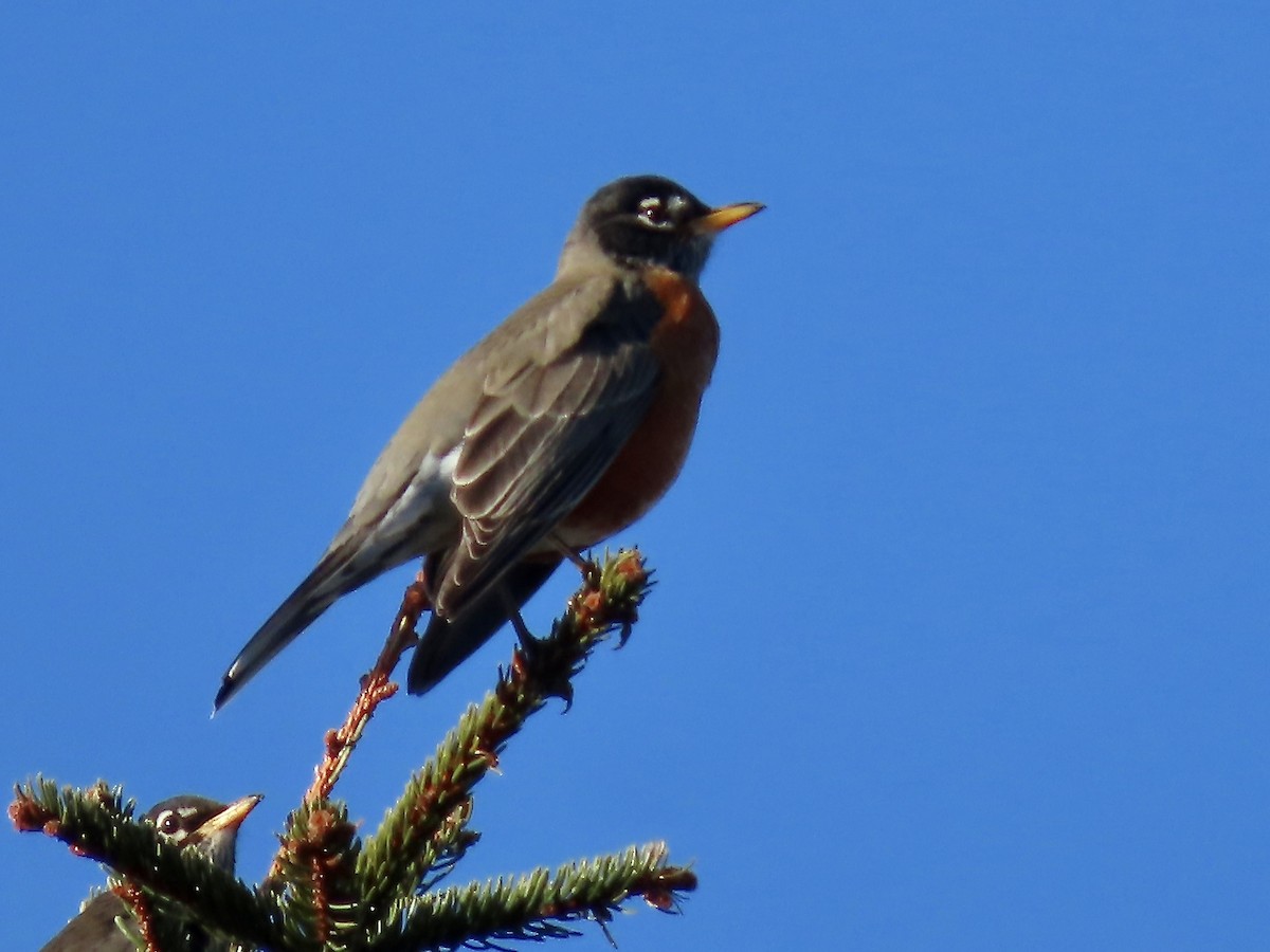 American Robin - ML613427741