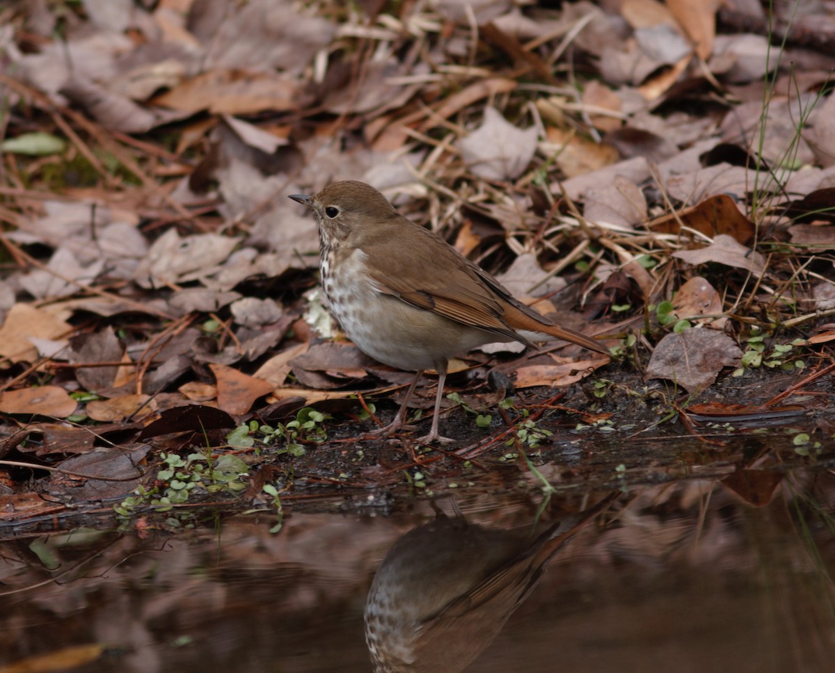 Hermit Thrush - ML613427752