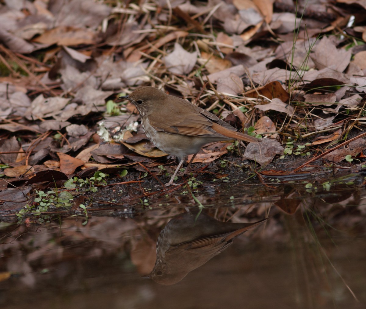 Hermit Thrush - ML613427754