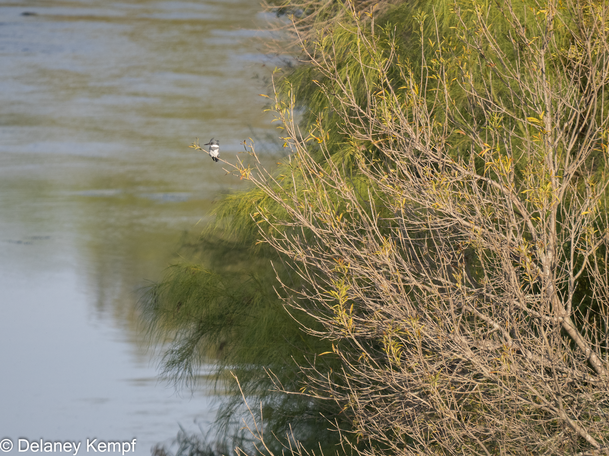 Belted Kingfisher - ML613427792