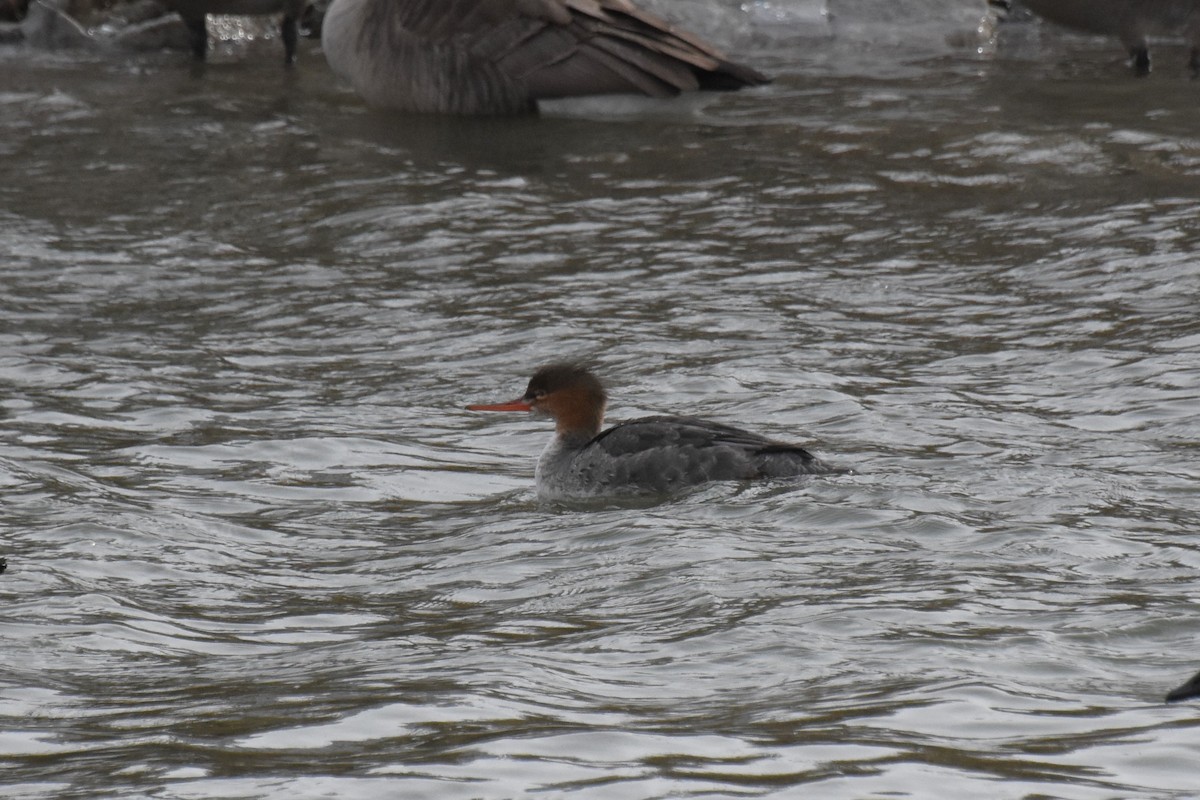 Red-breasted Merganser - ML613427836