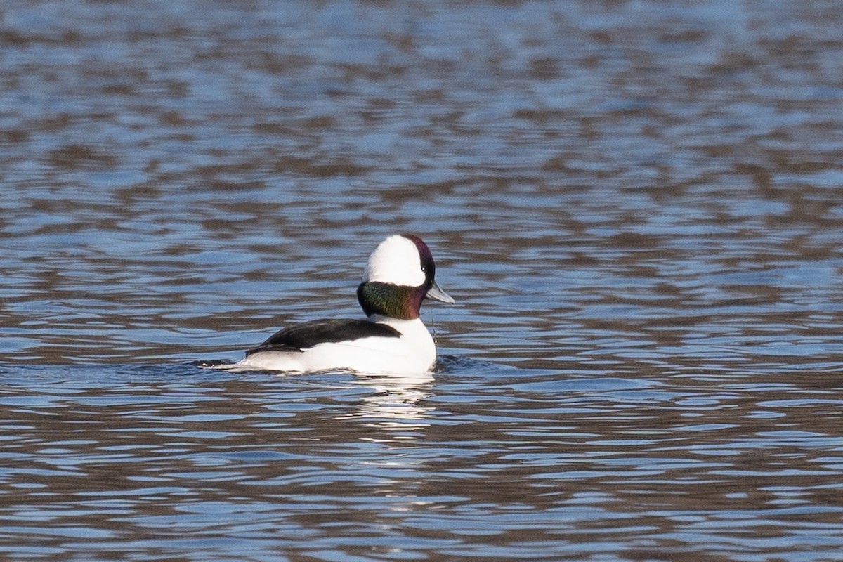 Bufflehead - Barry Marsh